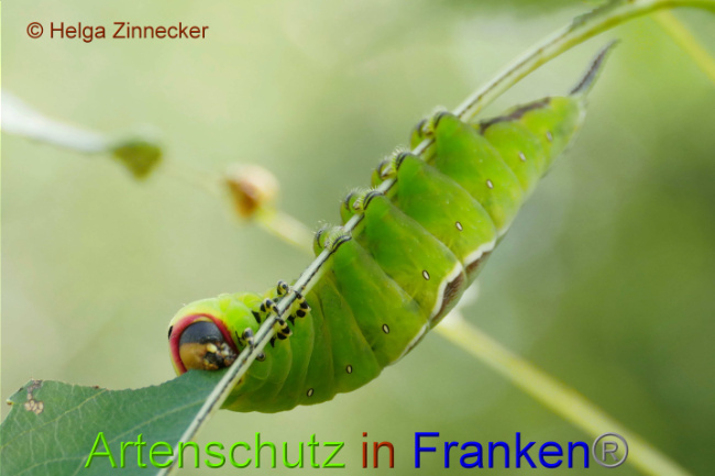 © Artenschutz in Franken® / Helga Zinnecker Bild zum Eintrag (1052505-160)