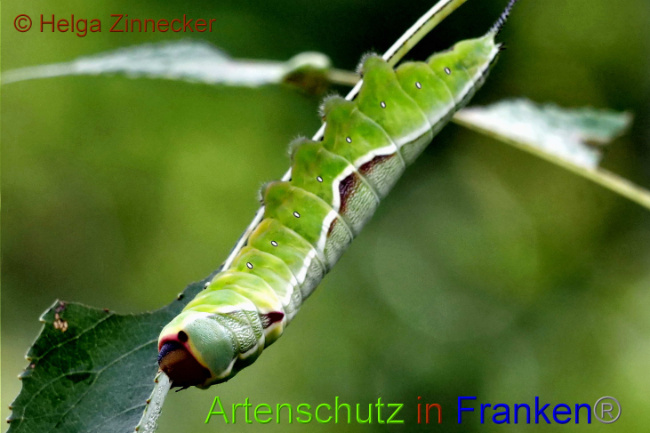 © Artenschutz in Franken® / Helga Zinnecker Bild zum Eintrag (1052506-160)