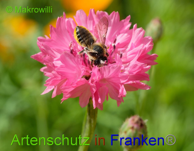 © Artenschutz in Franken® / Makrowilli Bild zum Eintrag (1052514-160)