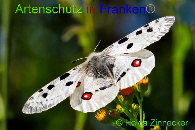 © Artenschutz in Franken® / Helga Zinnecker Bild zum Eintrag (1052536-160)