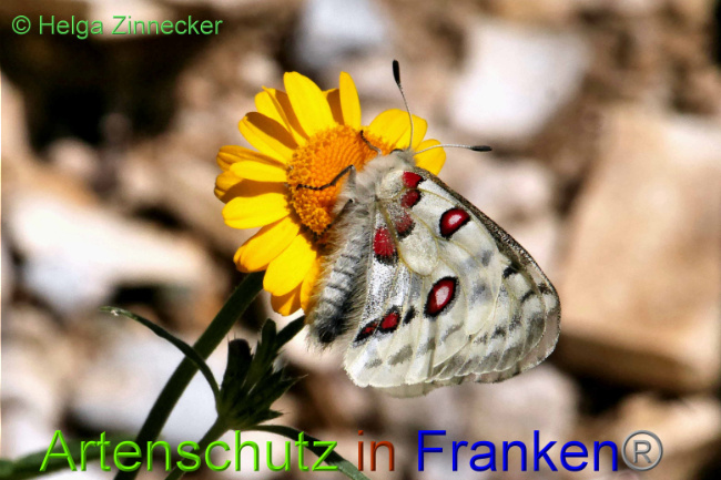 © Artenschutz in Franken® / Helga Zinnecker Bild zum Eintrag (1052537-160)