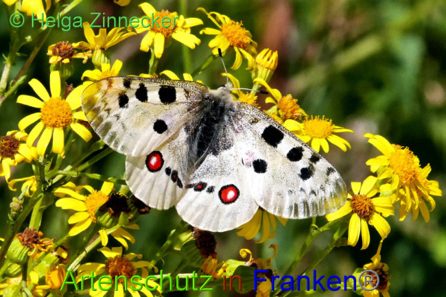 © Artenschutz in Franken® / Helga Zinnecker Bild zum Eintrag (1052539-160)