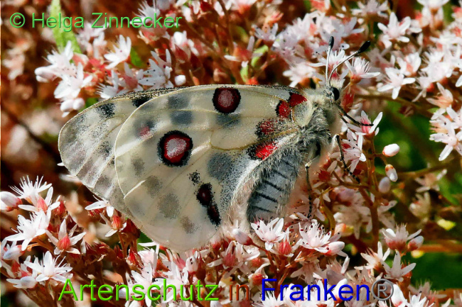 © Artenschutz in Franken® / Helga Zinnecker Bild zum Eintrag (1052541-160)