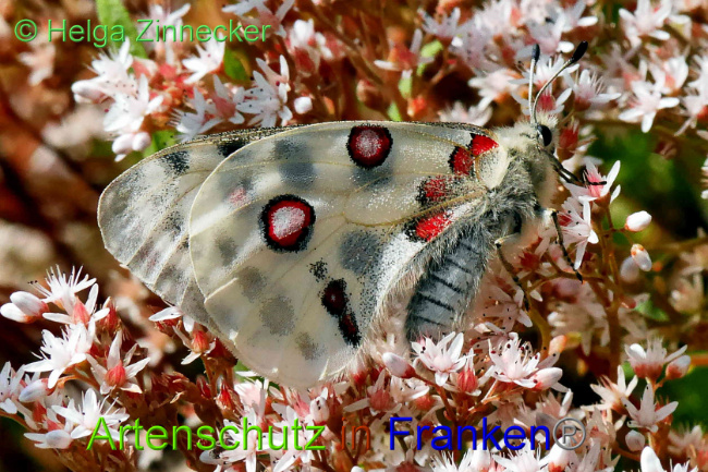 © Artenschutz in Franken® / Helga Zinnecker Bild zum Eintrag (1052542-160)