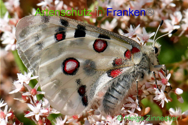 © Artenschutz in Franken® / Helga Zinnecker Bild zum Eintrag (1052543-160)