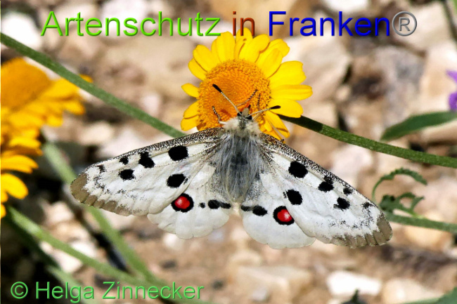 © Artenschutz in Franken® / Helga Zinnecker Bild zum Eintrag (1052545-160)
