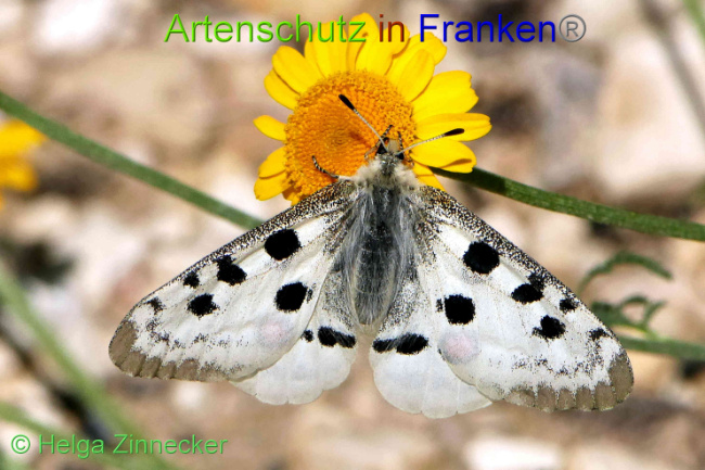 © Artenschutz in Franken® / Helga Zinnecker Bild zum Eintrag (1052546-160)
