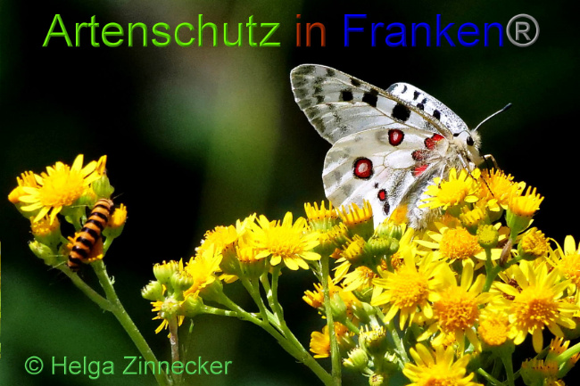 © Artenschutz in Franken® / Helga Zinnecker Bild zum Eintrag (1052547-160)