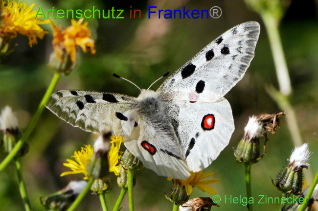 © Artenschutz in Franken® / Helga Zinnecker Bild zum Eintrag (1052550-160)