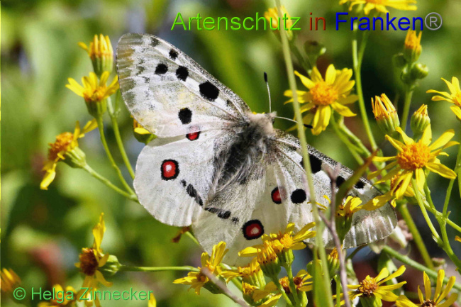 © Artenschutz in Franken® / Helga Zinnecker Bild zum Eintrag (1052551-160)