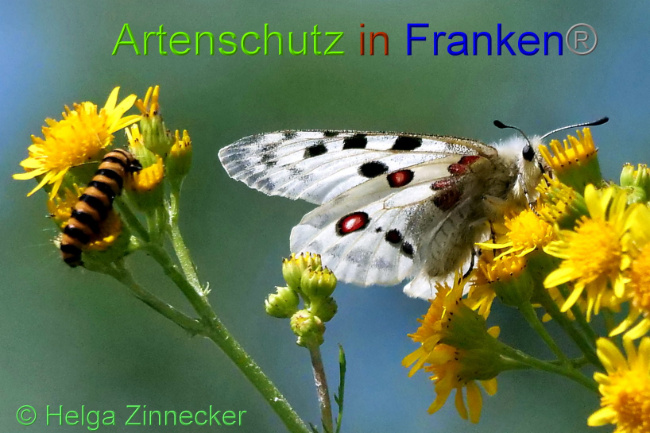 © Artenschutz in Franken® / Helga Zinnecker Bild zum Eintrag (1052554-160)