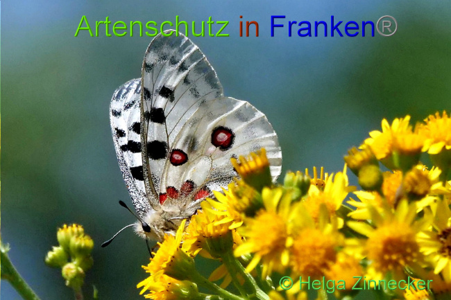 © Artenschutz in Franken® / Helga Zinnecker Bild zum Eintrag (1052557-160)