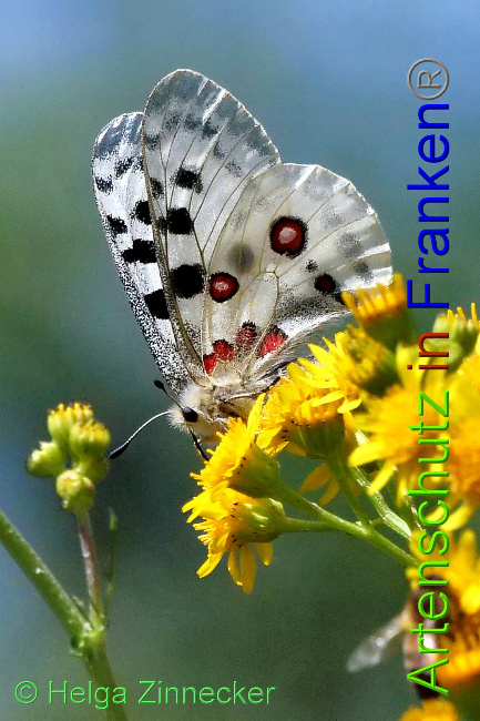 © Artenschutz in Franken® / Helga Zinnecker Bild zum Eintrag (1052558-160)