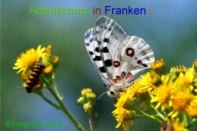 © Artenschutz in Franken® / Helga Zinnecker Bild zum Eintrag (1052559-160)