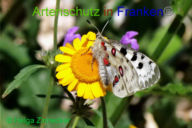 © Artenschutz in Franken® / Helga Zinnecker Bild zum Eintrag (1052563-160)