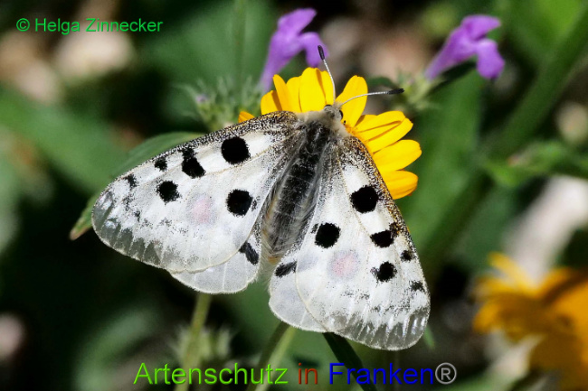 © Artenschutz in Franken® / Helga Zinnecker Bild zum Eintrag (1052564-160)