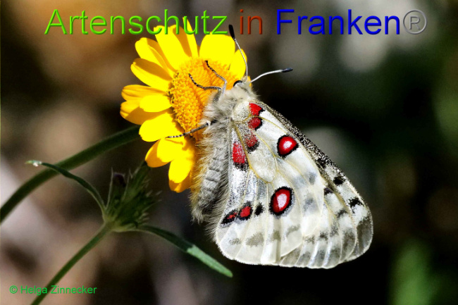 © Artenschutz in Franken® / Helga Zinnecker Bild zum Eintrag (1052565-160)