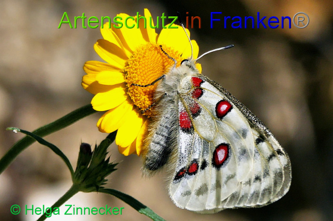 © Artenschutz in Franken® / Helga Zinnecker Bild zum Eintrag (1052567-160)