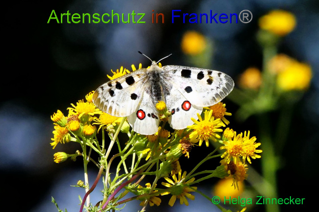 © Artenschutz in Franken® / Helga Zinnecker Bild zum Eintrag (1052568-160)