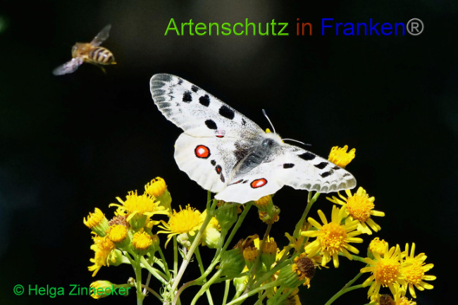 © Artenschutz in Franken® / Helga Zinnecker Bild zum Eintrag (1052569-160)