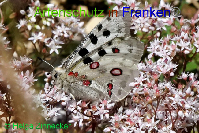 © Artenschutz in Franken® / Helga Zinnecker Bild zum Eintrag (1052571-160)