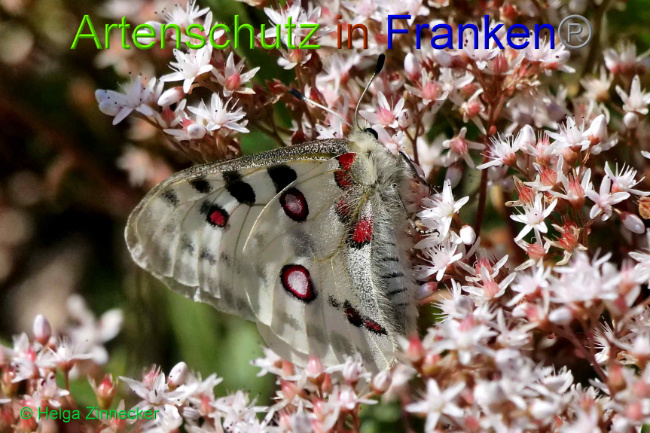 © Artenschutz in Franken® / Helga Zinnecker Bild zum Eintrag (1052572-160)