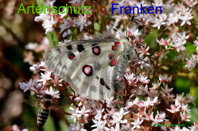 © Artenschutz in Franken® / Helga Zinnecker Bild zum Eintrag (1052573-160)