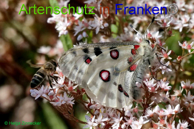 © Artenschutz in Franken® / Helga Zinnecker Bild zum Eintrag (1052575-160)