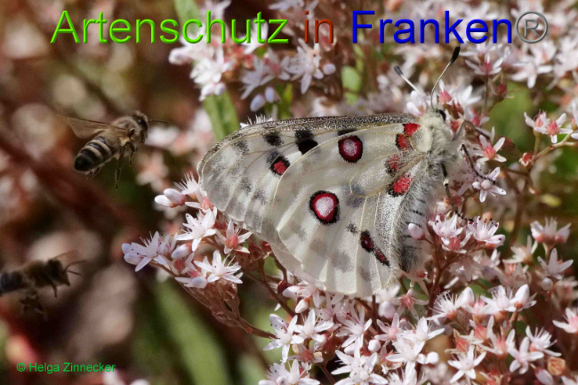 © Artenschutz in Franken® / Helga Zinnecker Bild zum Eintrag (1052576-160)