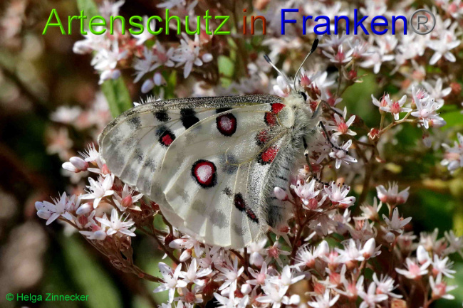 © Artenschutz in Franken® / Helga Zinnecker Bild zum Eintrag (1052577-160)
