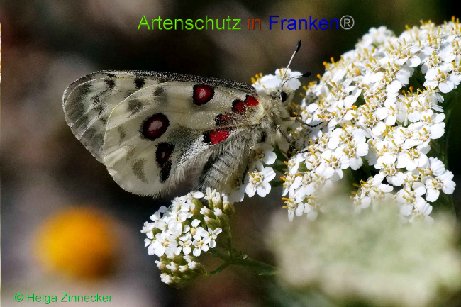 © Artenschutz in Franken® / Helga Zinnecker Bild zum Eintrag (1052579-160)