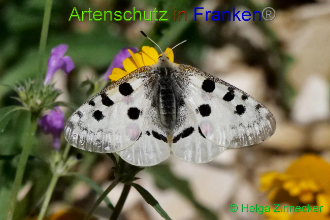 © Artenschutz in Franken® / Helga Zinnecker Bild zum Eintrag (1052580-160)