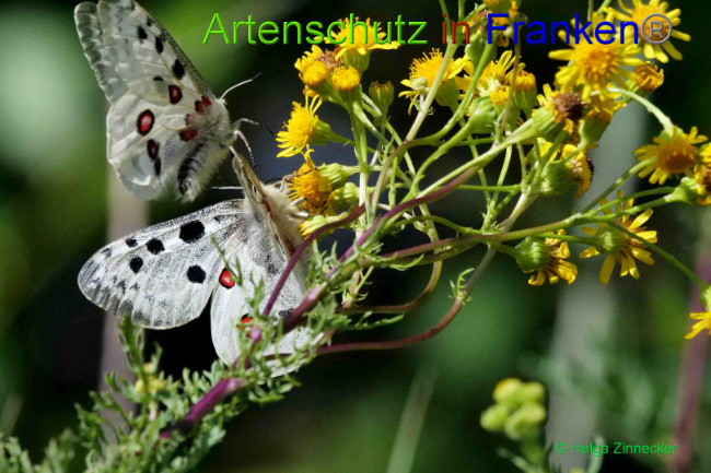 © Artenschutz in Franken® / Helga Zinnecker Bild zum Eintrag (1052581-160)