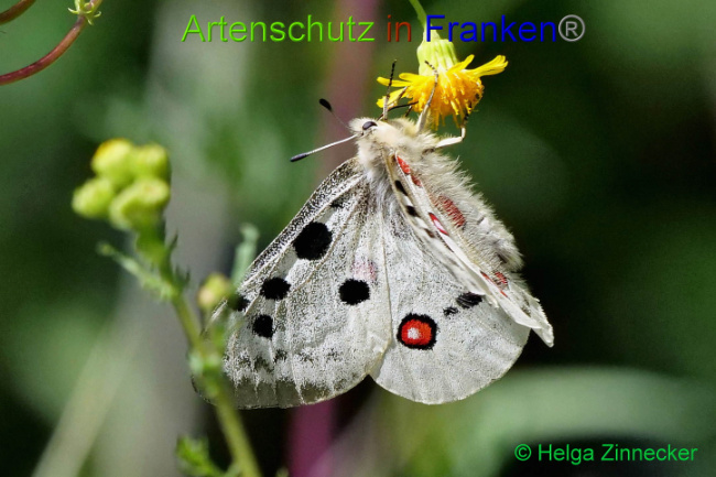 © Artenschutz in Franken® / Helga Zinnecker Bild zum Eintrag (1052586-160)