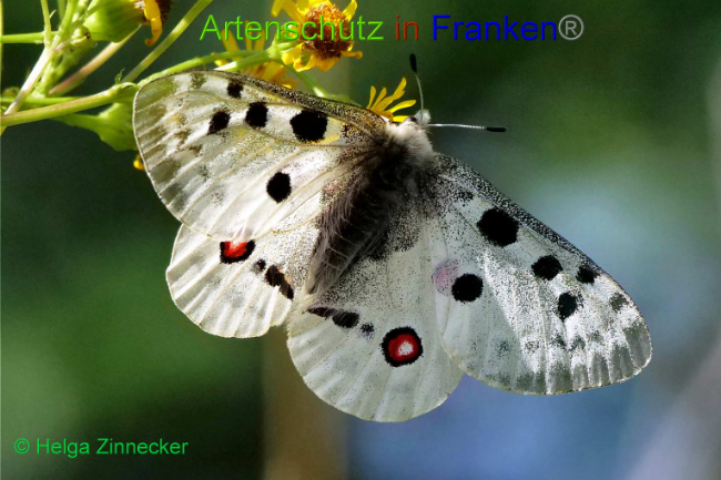 © Artenschutz in Franken® / Helga Zinnecker Bild zum Eintrag (1052587-160)