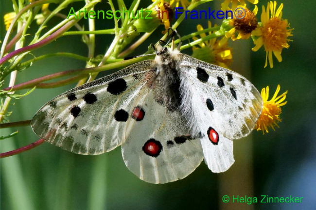 © Artenschutz in Franken® / Helga Zinnecker Bild zum Eintrag (1052588-160)