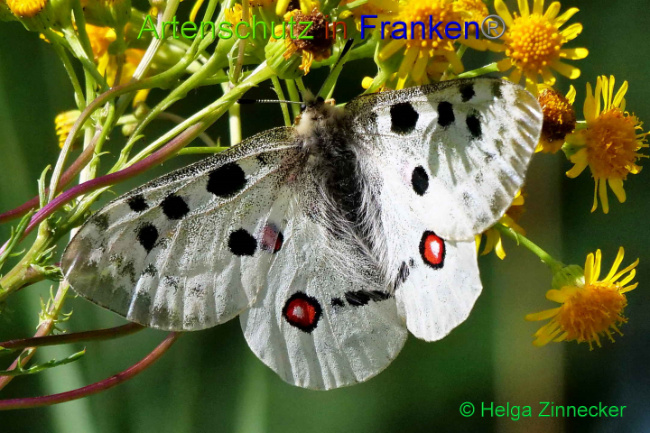 © Artenschutz in Franken® / Helga Zinnecker Bild zum Eintrag (1052590-160)