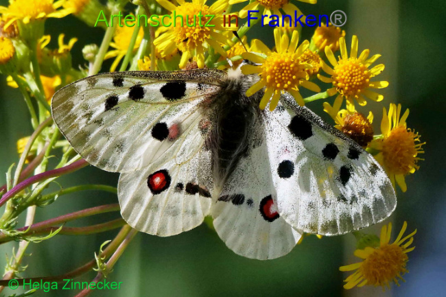 © Artenschutz in Franken® / Helga Zinnecker Bild zum Eintrag (1052591-160)