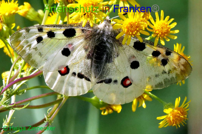 © Artenschutz in Franken® / Helga Zinnecker Bild zum Eintrag (1052592-160)