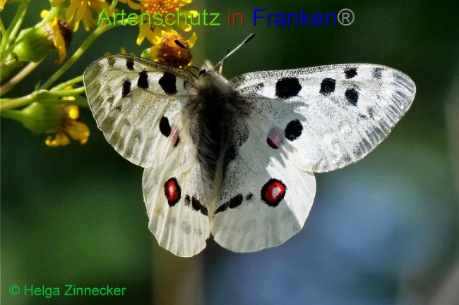 © Artenschutz in Franken® / Helga Zinnecker Bild zum Eintrag (1052595-160)
