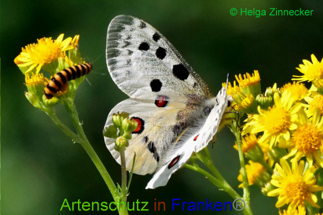 © Artenschutz in Franken® / Helga Zinnecker Bild zum Eintrag (1052597-160)