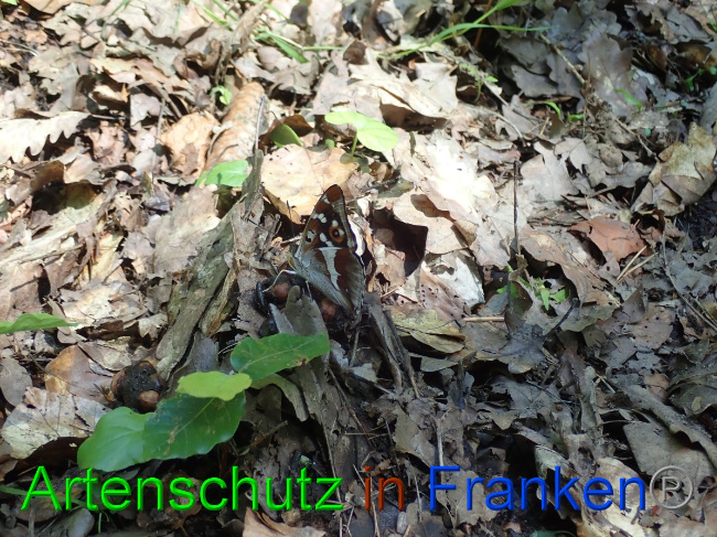 © Artenschutz in Franken® Bild zum Eintrag (1052721-160)