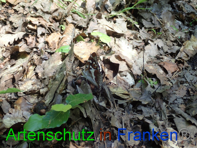 © Artenschutz in Franken® Bild zum Eintrag (1052723-160)
