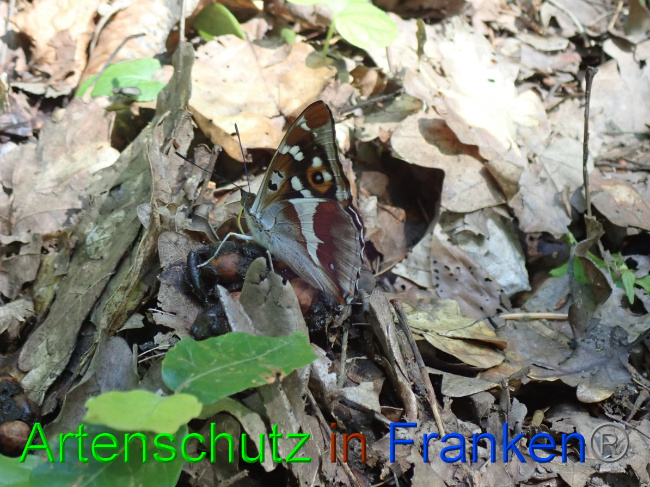 © Artenschutz in Franken® Bild zum Eintrag (1052725-160)