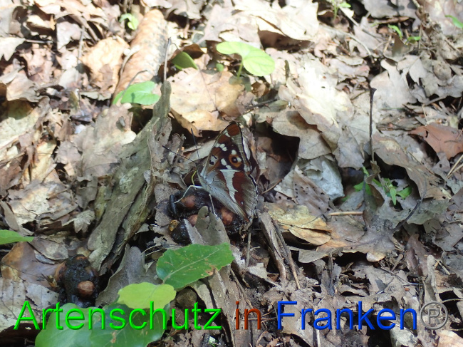 © Artenschutz in Franken® Bild zum Eintrag (1052727-160)