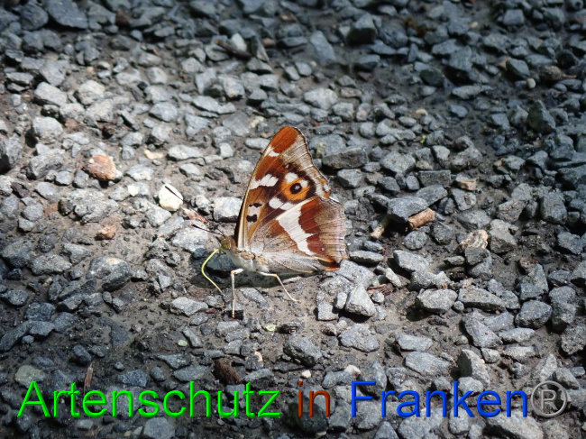 © Artenschutz in Franken® Bild zum Eintrag (1052729-160)