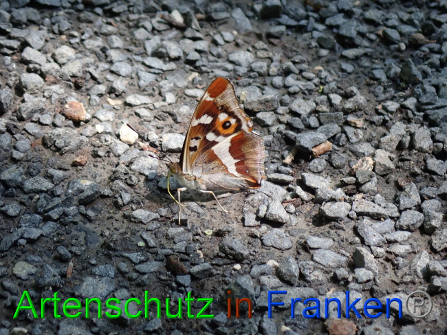 © Artenschutz in Franken® Bild zum Eintrag (1052730-160)