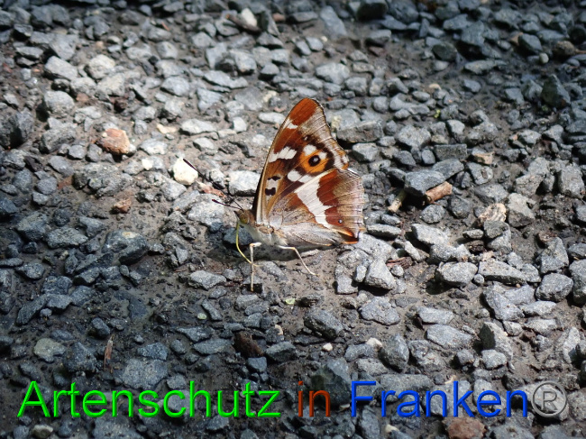 © Artenschutz in Franken® Bild zum Eintrag (1052731-160)