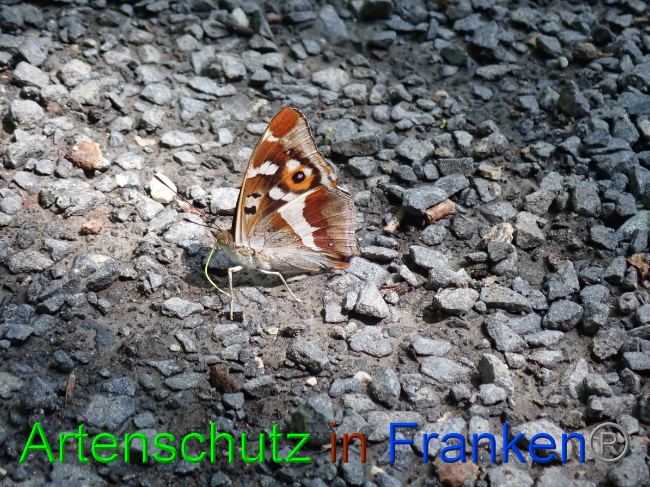 © Artenschutz in Franken® Bild zum Eintrag (1052733-160)
