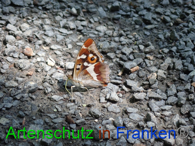 © Artenschutz in Franken® Bild zum Eintrag (1052734-160)